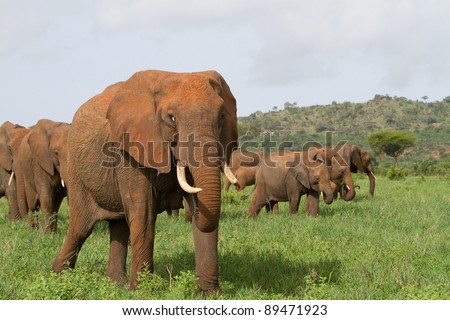 A relaxed herd of african elephants walking side by side through the green grass in Tarangire National Park