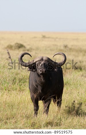 Bull Standing