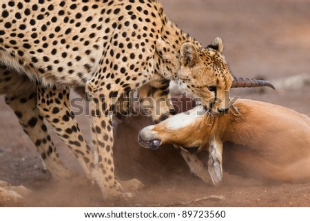 cheetahs killing