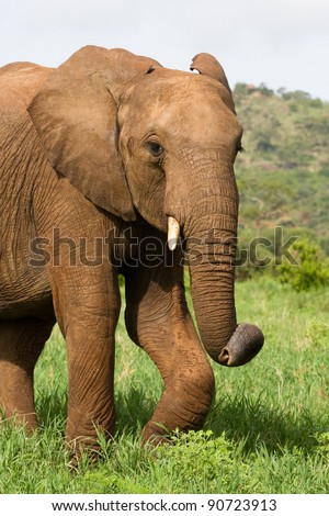 An African elephant walking through lush green grass with its trunk curled at the tip