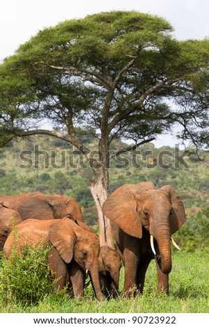 A herd of African elephants feeding under a large tree
