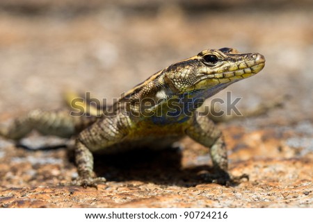 A female flat lizard photographed at eye level at Matobo Hills National Park