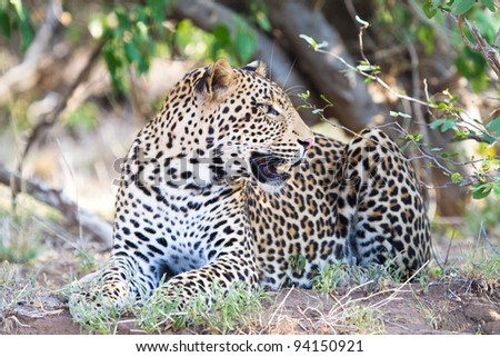 An alert male leopard watches its surroundings