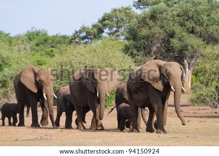 A herd of african elephants walking in single file