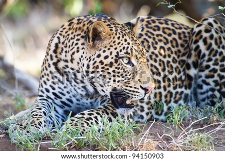 An alert male leopard spots something nearby