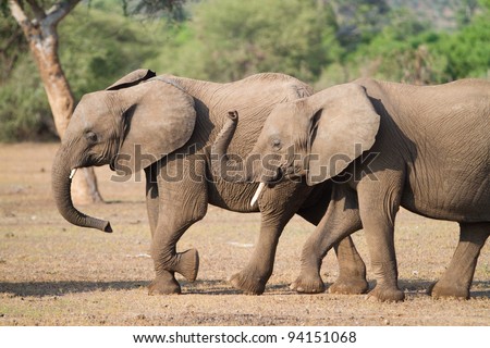 Two african elephants walking next to each other and curling their trunks