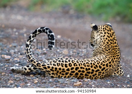 A stunning pose of a male leopard lying in a dry riverbed