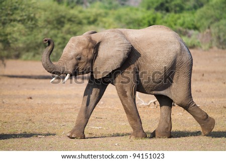 An older elephant calf smelling the surroundings with her trunk held up high