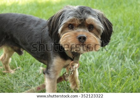 Yorkie Puppy Portrait with Left Side Body View