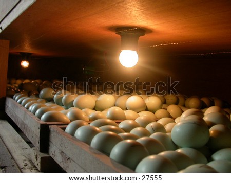 Eggs and a lamp, this is a traditional machine to hatching/incubating  the duck\'s or chicken\'s eggs