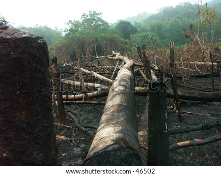 point blank indonesia lucu. Deforestation in Indonesia is