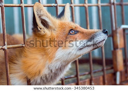 fox in a cage looking up through the bars