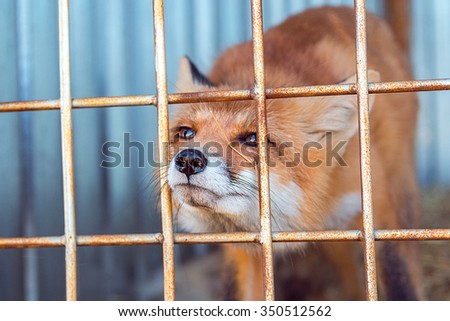 fox in the cage sticks his nose through the bars