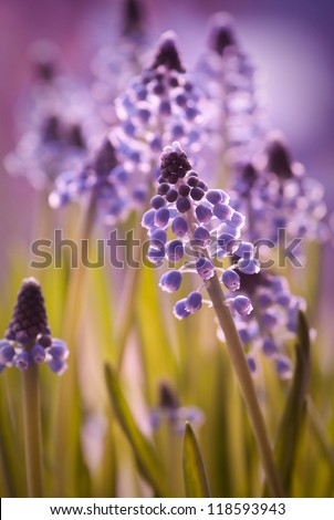 Muscari flowers in spring with back-lighting