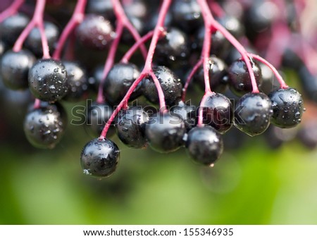 A Cluster of Elderberries on the Tree, with Raindrops