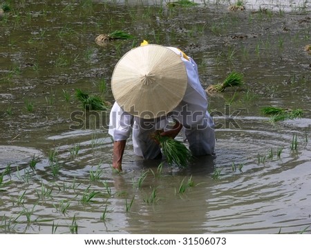 Man planting rice seedlings in a water-filled paddy