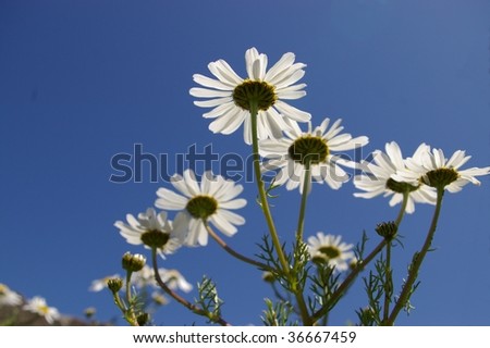 White daisies from below against blue sky