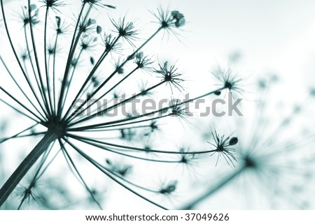 Dried seed head of a giant hog-weed plant with shallow focus and blue tones