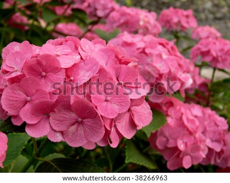 Pink hydrangea heads in full bloom, with selective focus
