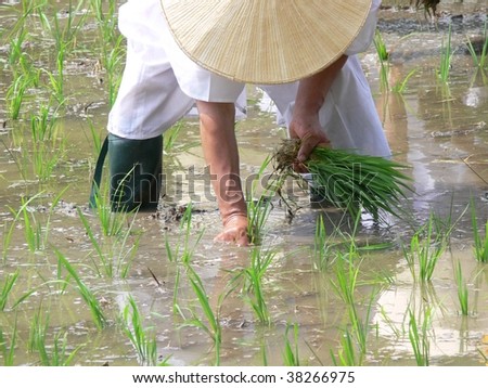 Planting rice by hand, a man in traditional costume in Japan at a festival