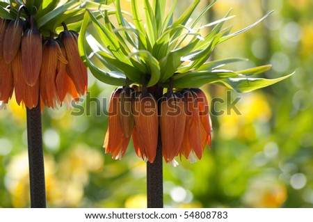 Orange imperial crown fritillaries