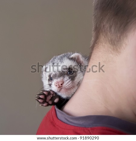 ferret on the neck