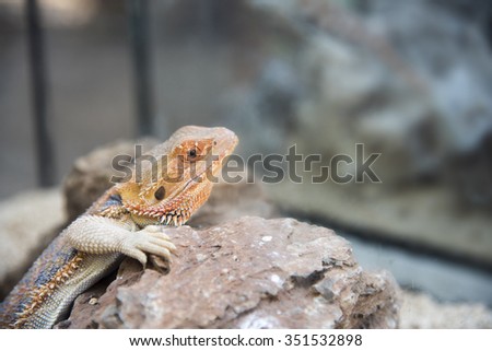 Bearded Dragon Agama Lizard on stone