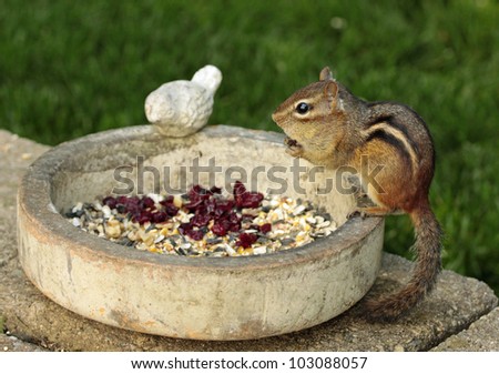 Chipmunk perched on edge of round stone feeding bowl.