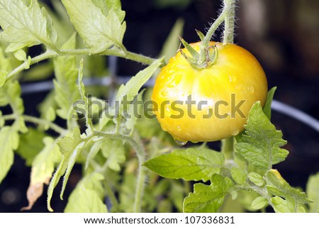 Tomato on the vine starting to ripen to a light orange-yellow color.