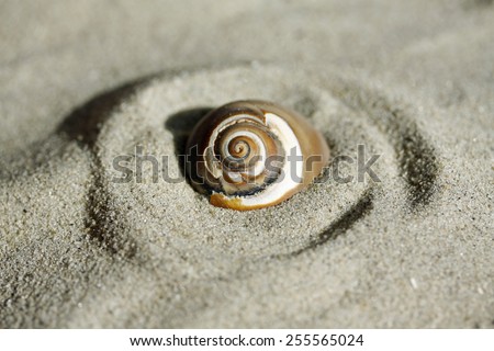 Swirl pattern seashell on swirl pattern sand.