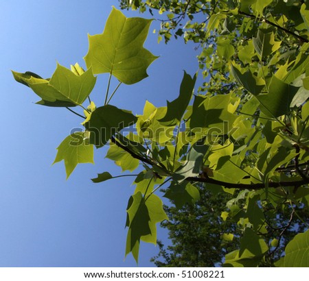 Sun dappled light & dark green leaves on branch against blue sky.