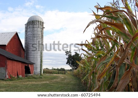 Old farm scene with red barn,silo,row of corn plants.