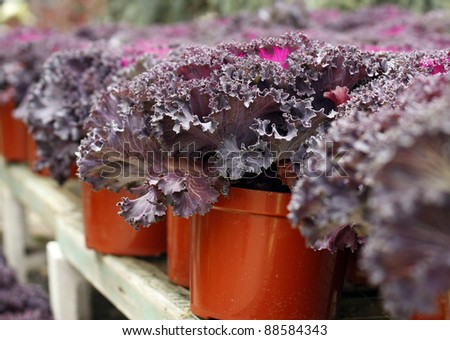 Purple Containers