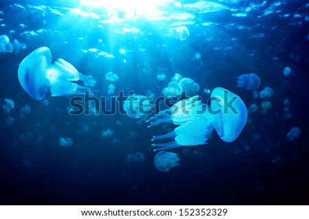 Jellyfish (Rhizostoma Pulmo) Floating In Deep Blue Water, Black Sea