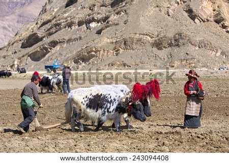 Gyangze area, Tibet, China - May 14, 2014:  Unidentified Tibetan farmers plough by draught yaks on farmland.