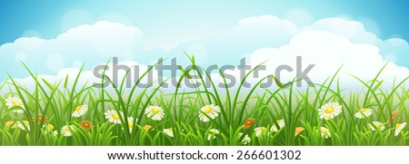 Summer meadow landscape with green grass, flowers and blue sky