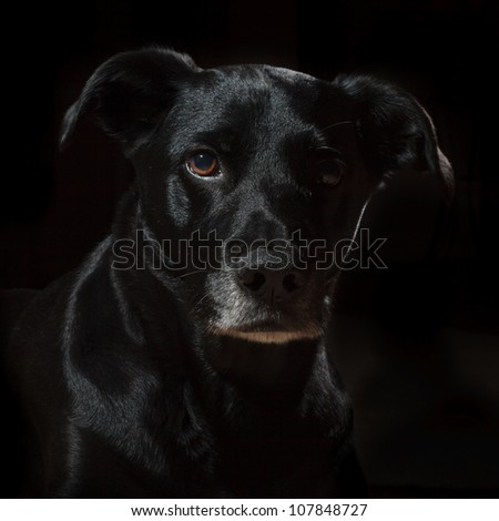 A black dog on a black background with accents of light and shadow