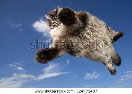 funny cat flying in the clouds blue sky