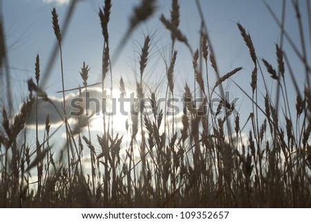 silhouette ripening ears of wheat field on the background of the setting sun