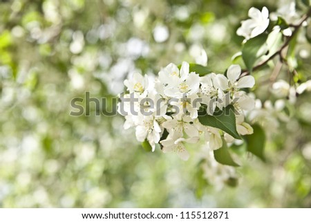apple blossoms in spring on white and green background