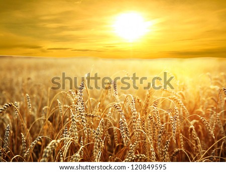 Backdrop Of Ripening Ears Of Yellow Wheat Field On The Sunset Cloudy Orange Sky Background Of The Setting Sun On Horizon