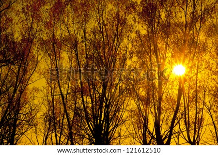 Autumn or summer design background  trees backdrop in the late colorful afternoon during sunset