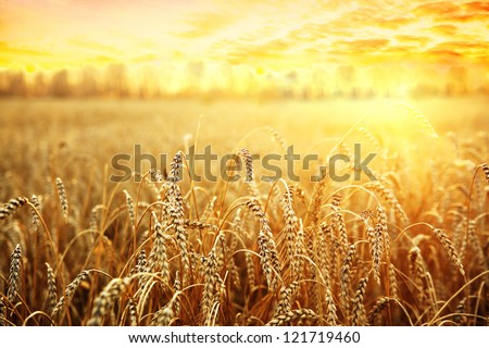 backdrop of ripening ears of yellow wheat field on the sunset cloudy orange sky background Copy space of the setting sun rays on horizon in rural meadow Close up nature photo  Idea of a rich harvest