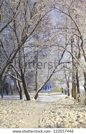 Winter evening in forest in cold evening