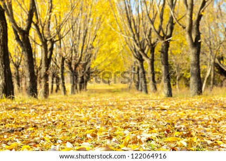 Autumn or fall design background trees backdrop in the late colorful afternoon during sunset
