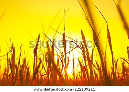 ripening ears of wheat field on the background of the setting sun