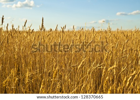 ripening ears of wheat field on the background of the setting sun on blue sky with clouds Wheat field and blue sky with clouds