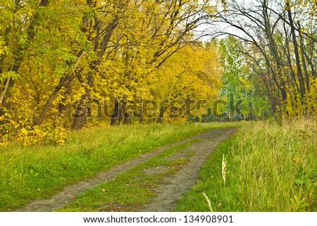 Autumn or fall design background trees backdrop in the late colorful afternoon during sunset