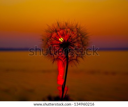 Dandelion fused with sunset so it looks like a lit bulb. When the light of God is shining through you... even when you think you are as common as a dandelion... you still become perfectly beautiful.