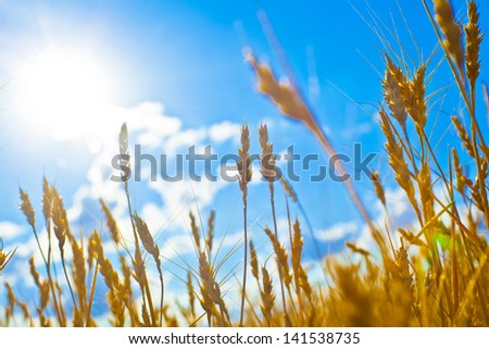 ripening ears of wheat field on the background of the setting sun on blue sky with clouds Wheat field and blue sky with clouds